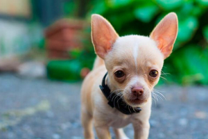 Jak dbać i zawierać chihuahua w domu? Jak dbać i zawierać chihuahua w domu?